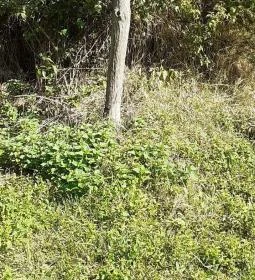 Csodabogyó tanösvény