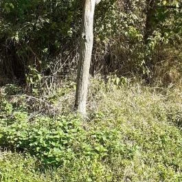 Csodabogyó tanösvény Siklós - Egyéb