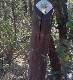 Csodabogyó tanösvény