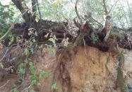 Csodabogyó tanösvény Siklós