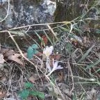 Csodabogyó tanösvény Siklós - Külső kép