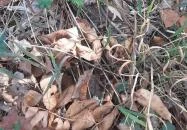 Csodabogyó tanösvény Siklós