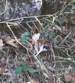 Csodabogyó tanösvény