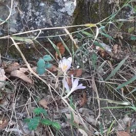 Csodabogyó tanösvény Siklós - Külső kép