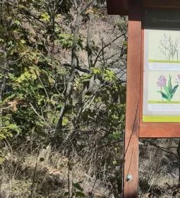 Csodabogyó tanösvény