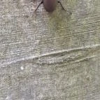 Mókus tanösvény Pécs - Egyéb