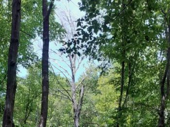 Mókus tanösvény Pécs Mókus tanösvény Pécs