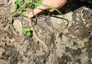 Mókus tanösvény Pécs Mókus tanösvény Pécs