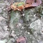 Vízfő tanösvény Orf? - Külső kép