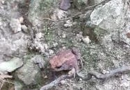 Vízfő tanösvény Orfű Vízfő tanösvény Orfű