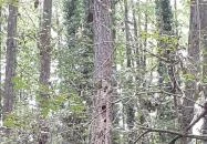 Vízfő tanösvény Orfű Vízfő tanösvény Orfű