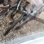 Bambara Hotel Felsőtárkány - Egyéb