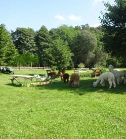 Őrségi Patakparti Alpaka Panzió