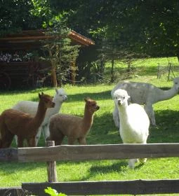 Őrségi Patakparti Alpaka Panzió