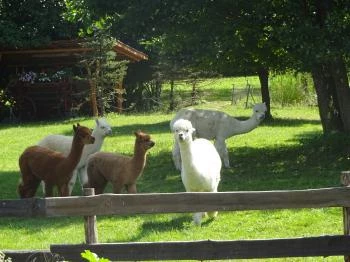 Őrségi Patakparti Alpaka Panzió Kisrákos