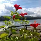 Zöld Disznó Bisztró Verőce - Egyéb