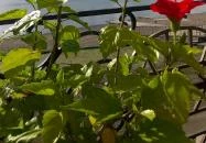 Zöld Disznó Bisztró Verőce