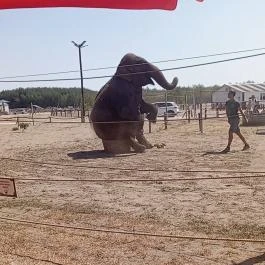 Richter Safari Park Nagykőrös - Egyéb