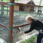 Vadkert Major Sárvár - Környék