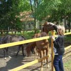 Vadkert Major Sárvár - Környék