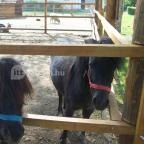 Vadkert Major Sárvár - Környék