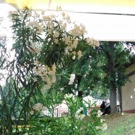 Géza Konyhája, Gyula - Külső kép