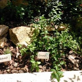 Géza Konyhája, Gyula - Külső kép