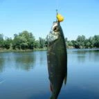 Pintér Tanya Panzió Erdőtelek - Környék