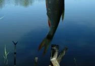 Pintér Tanya Panzió Erdőtelek