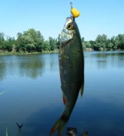 Pintér Tanya Panzió