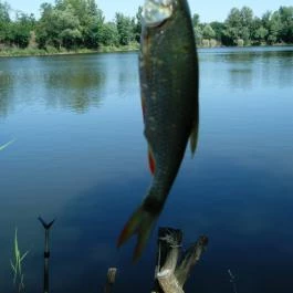 Pintér Tanya Panzió Erdőtelek - Környék