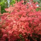 Árvácska Apartman Kehidakustány - Egyéb