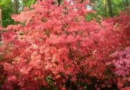 Árvácska Apartman Kehidakustány