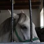 Lipicai Lótenyésztés Történeti Kiállítás Szilvásvárad - 