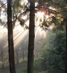 Erzsébet Szálloda Bagolyirtás