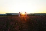 Pátyi Levendulás Kert Páty