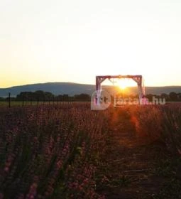 Pátyi Levendulás Kert