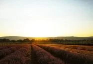 Pátyi Levendulás Kert Páty