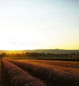 Pátyi Levendulás Kert