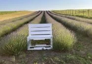 Pátyi Levendulás Kert Páty