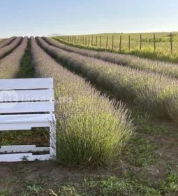 Pátyi Levendulás Kert