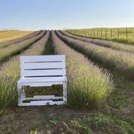 Pátyi Levendulás Kert Páty - Egyéb