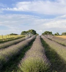 Pátyi Levendulás Kert