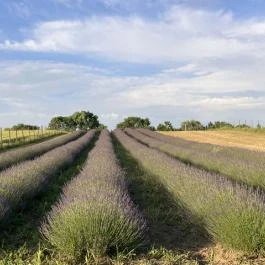 Pátyi Levendulás Kert Páty - Egyéb