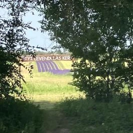 Pátyi Levendulás Kert Páty - Egyéb