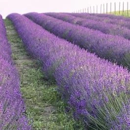 Pátyi Levendulás Kert Páty - Egyéb