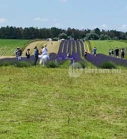 Pátyi Levendulás Kert