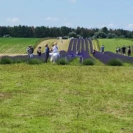 Pátyi Levendulás Kert Páty - Egyéb