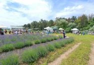 Pátyi Levendulás Kert Páty