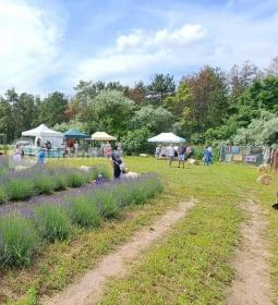 Pátyi Levendulás Kert